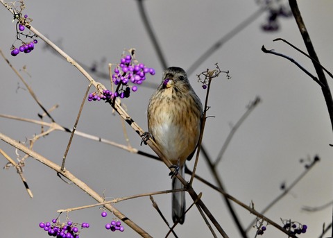 ベニマシコ♀0776