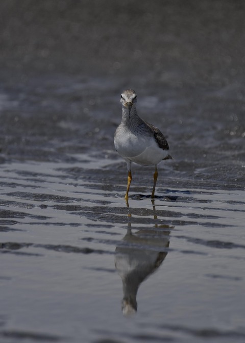 ソリハシシギ5638