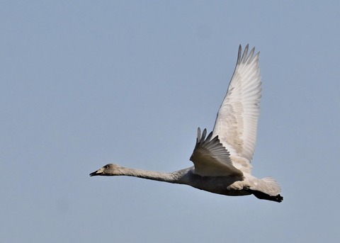 オオハクチョウ幼鳥3743
