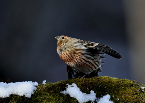 オオマシコ若鳥9568