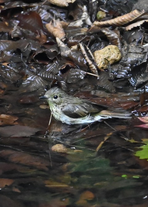 キビタキ♀4182