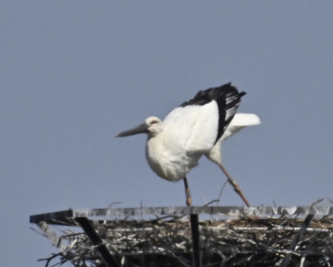 コウノトリ7727