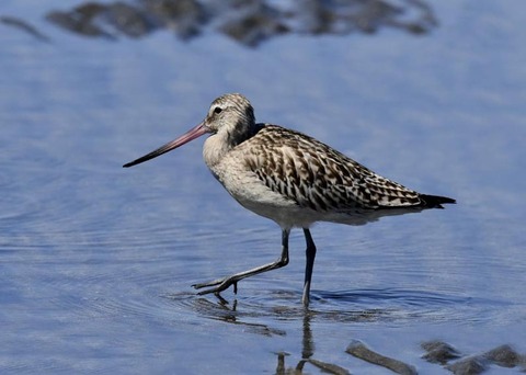 オオソリハシシギ9227