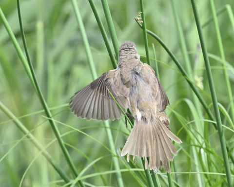 オオヨシキリ7562