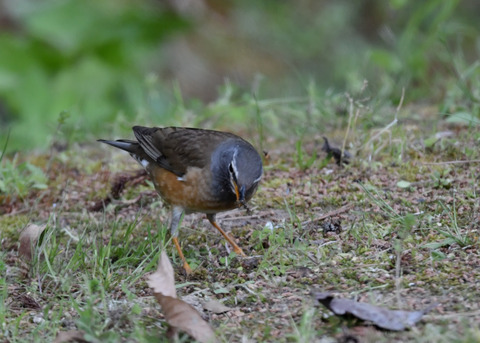 マミチャジナイ♂1222