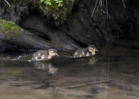 オシドリのヒナ5991