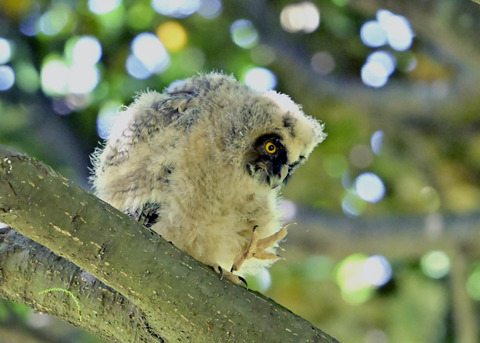 トラフズクのヒナ8299