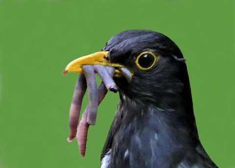 クロツグミ♂8000