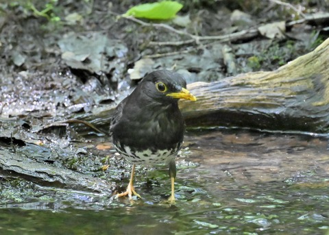 クロツグミ♂4441