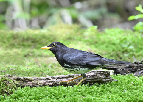 クロツグミ♂0829