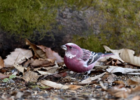 オオマシコ♂9723