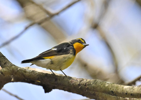 キビタキ♂第一回夏羽3383