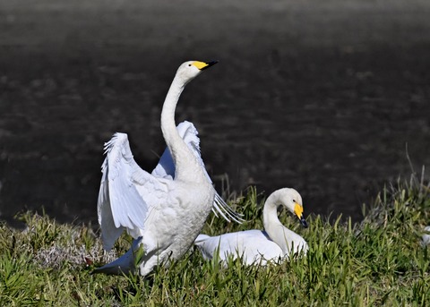 オオハクチョウ5304