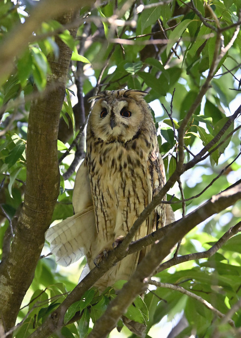 トラフズク♂3204