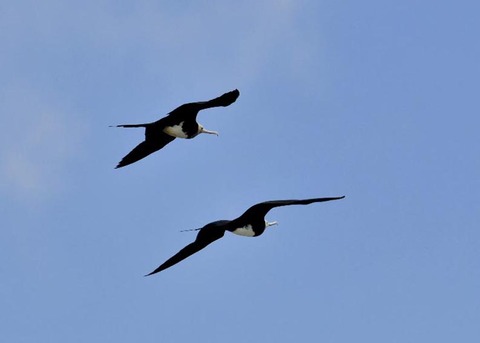 オオグンカンドリ6045