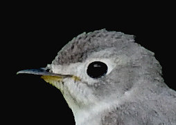 コサメビタキ7384