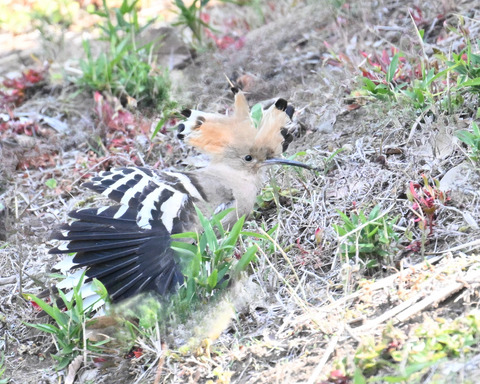 ヤツガシラ5663