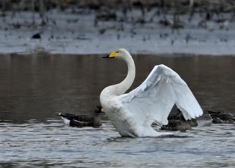 オオハクチョウ4868
