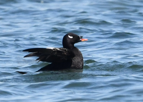 ビロードキンクロ♂0853-01