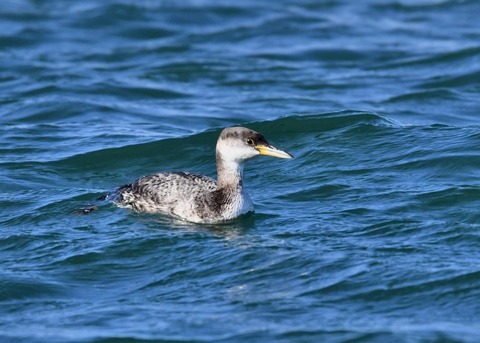 アカエリカイツブリ冬羽4788