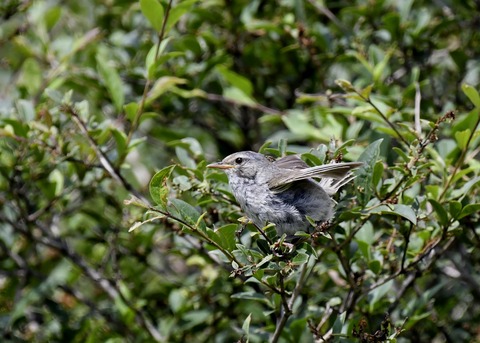 ウグイス幼鳥2593 - コピー