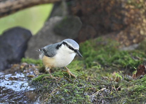 ゴジュウカラ2233