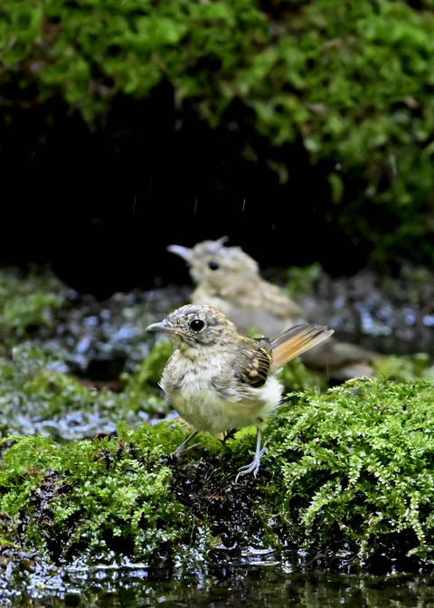 オオルリ♀幼鳥3772