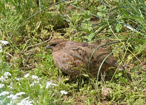 コリンウズラ♀2394