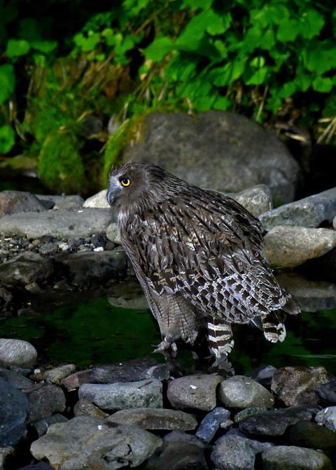 シマフクロウ♀1385