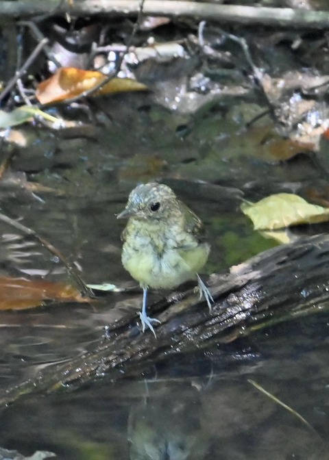 キビタキ幼鳥3398