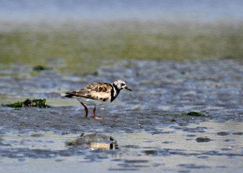 キョウジョシギ2149