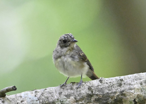 キビタキ幼鳥3264