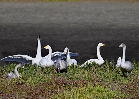 オオハクチョウ5027
