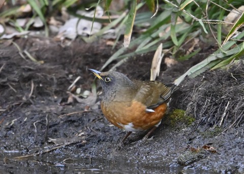 オオアカハラ5292