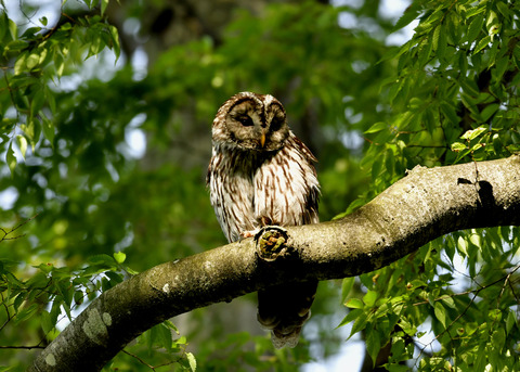フクロウ♀0430