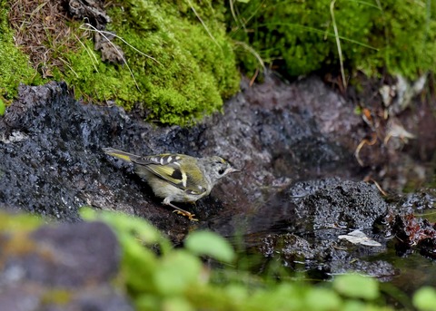 キクイタダキ幼鳥2830