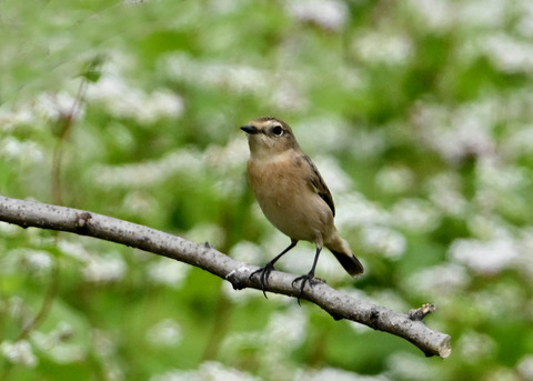 ノビタキ♀6266