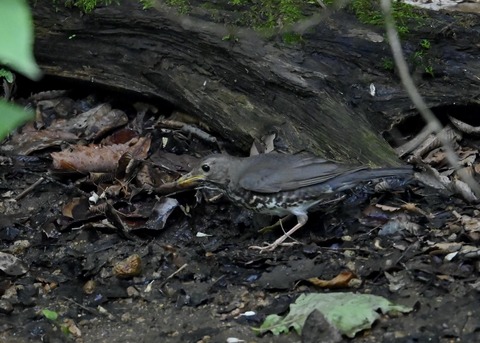 クロツグミ幼鳥6087