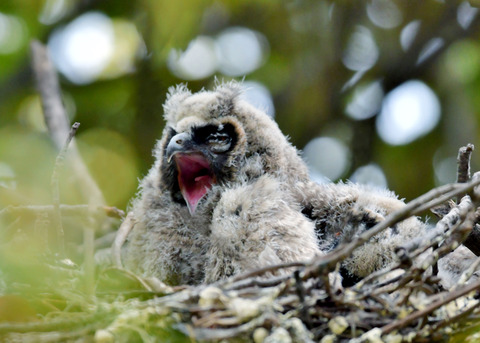 トラフズクのヒナ③7002
