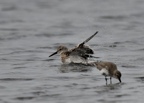 水浴び・オバシギ幼鳥4559