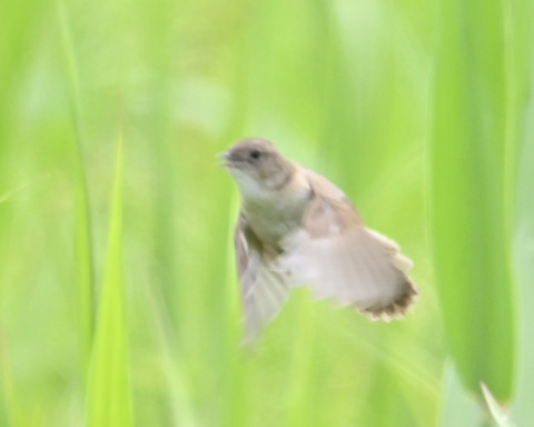 飛ぶオオセッカ8266