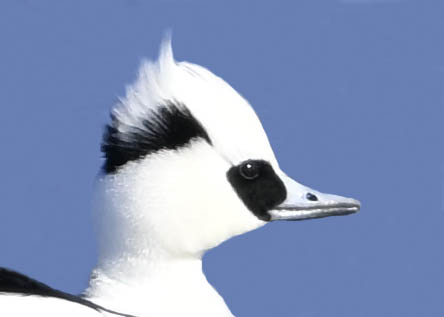 ミコアイサ♂9001