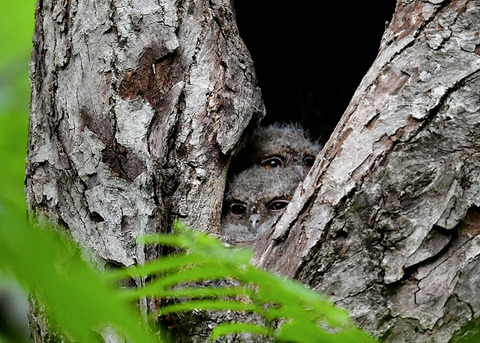 オオコノハズクのヒナ0082