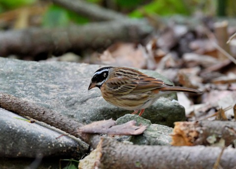シロハラホオジロ♂0840