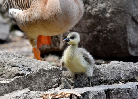 サカツラガンのヒナ0024
