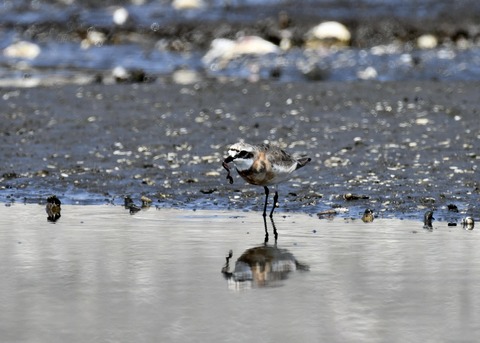 メダイチドリ1735