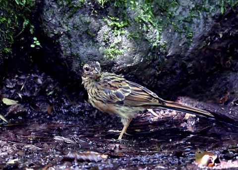 ホオジロ幼鳥6273