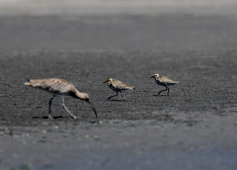 ムナグロ♂♀1139