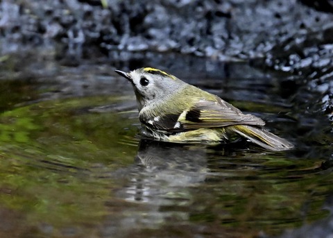 キクイタダキ♀0248