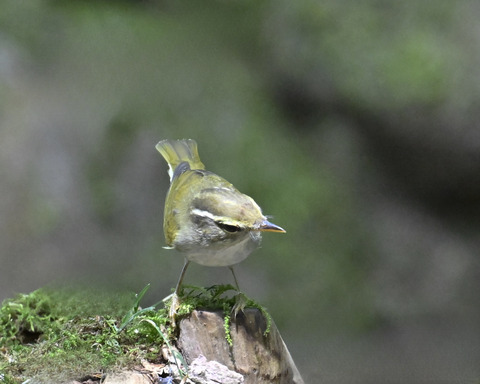 センダイムシクイ2318